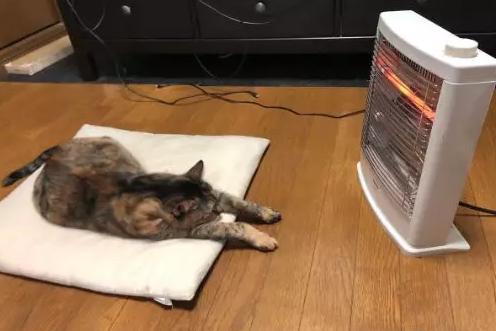 猫咪太聪明严重影响铲屎官脱单啊,猫咪所有的活力都留给了铲屎官