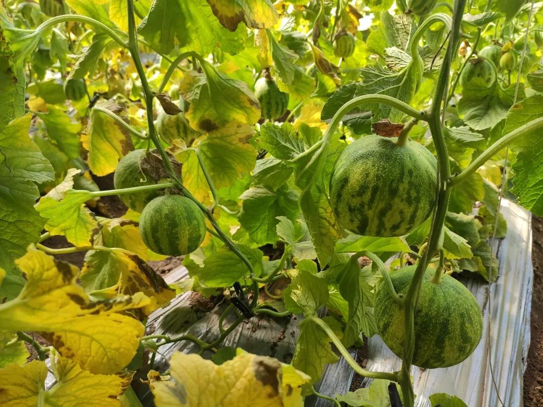 刘龙台镇刘东村：吊蔓甜瓜打开农民致富之路