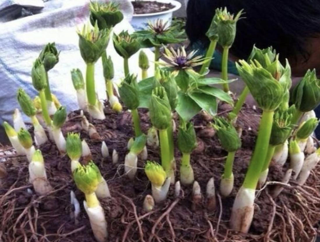 竹子下的1种“杂草”，看到别去踩，晒干后1斤“500元”，珍贵