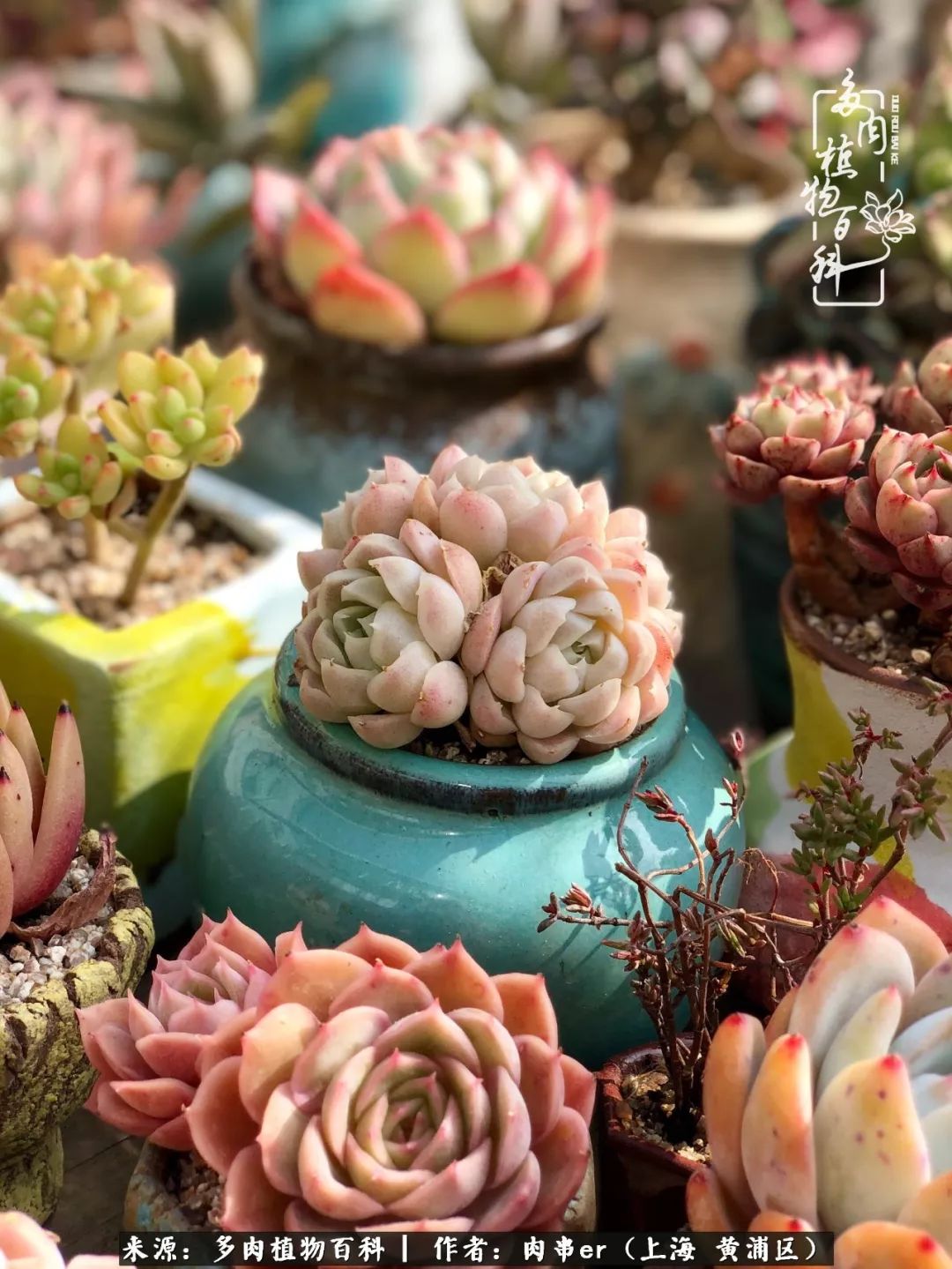 怎么用原相机拍多肉更好看,多肉怎么拍摄好看