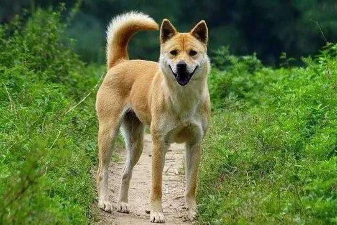 被狗追狗主人还骂人怎么报警,假如被狗狗追会怎么办呢