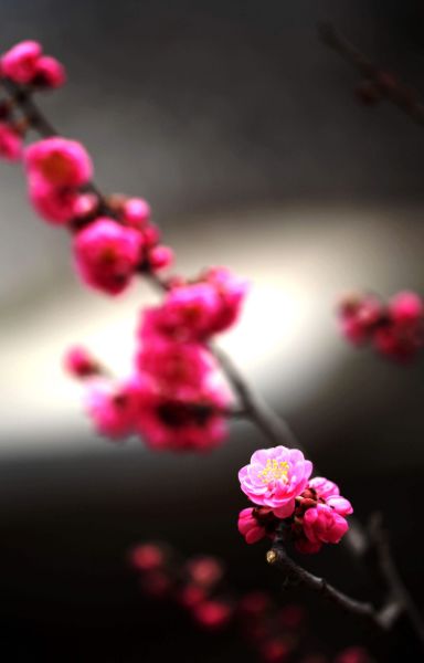 古诗红梅赞,赞美红梅傲雪凌霜气质的诗句