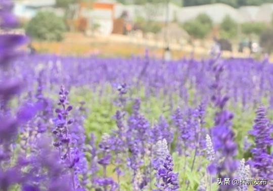 株洲是一个如诗如画的城市,株洲特别好的一个城市