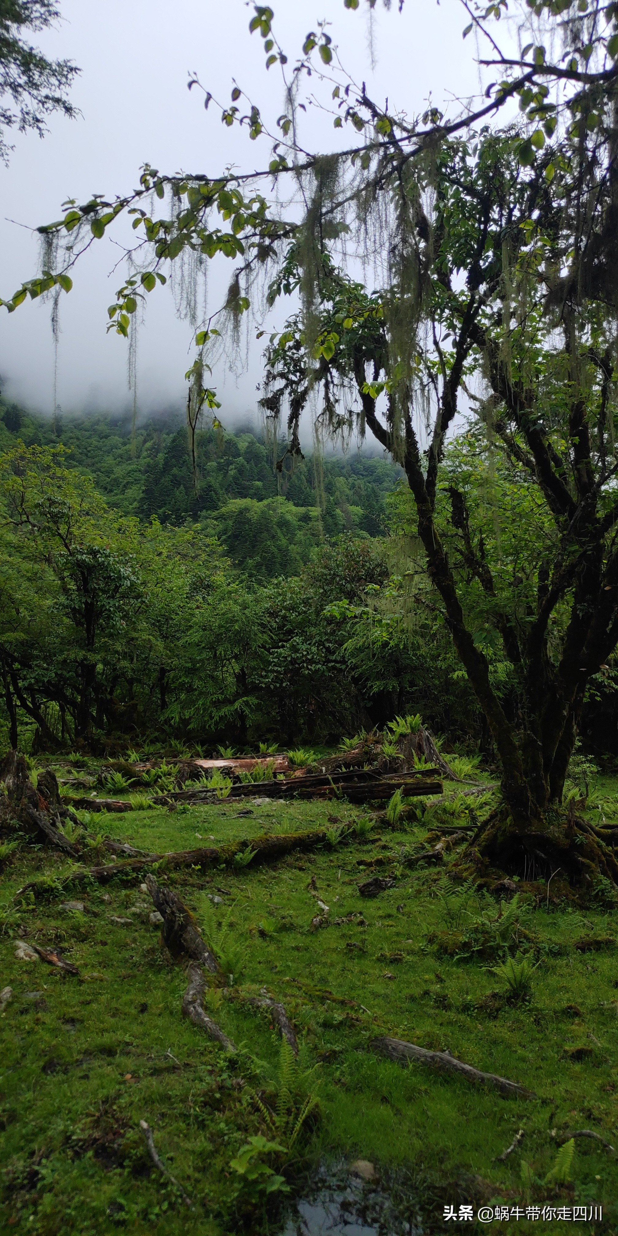 成都出发,一家三口2300元贡嘎神汤喇叭河四日游