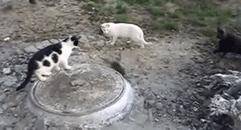 深圳民营医院排名一览表,深圳民营医院