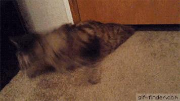 猫的本质是液体，不信看这里，萌化你