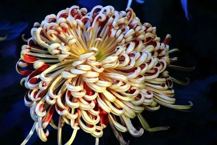 花中四君子菊花国画用笔,花中四君子菊花高清图片