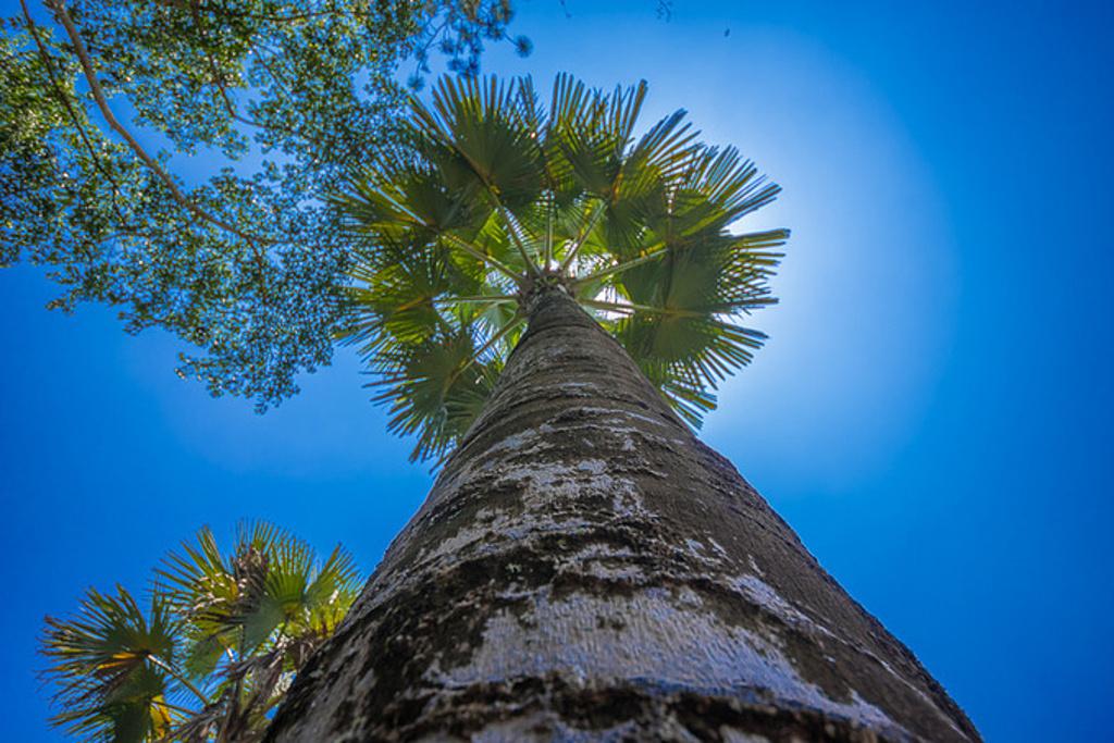 西双版纳泼水节野象谷,西双版纳旅游野象谷全攻略