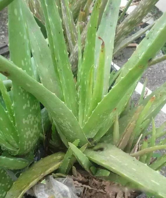 献给那些养花每次都养死的人文案,一直养死花但从未放弃养花