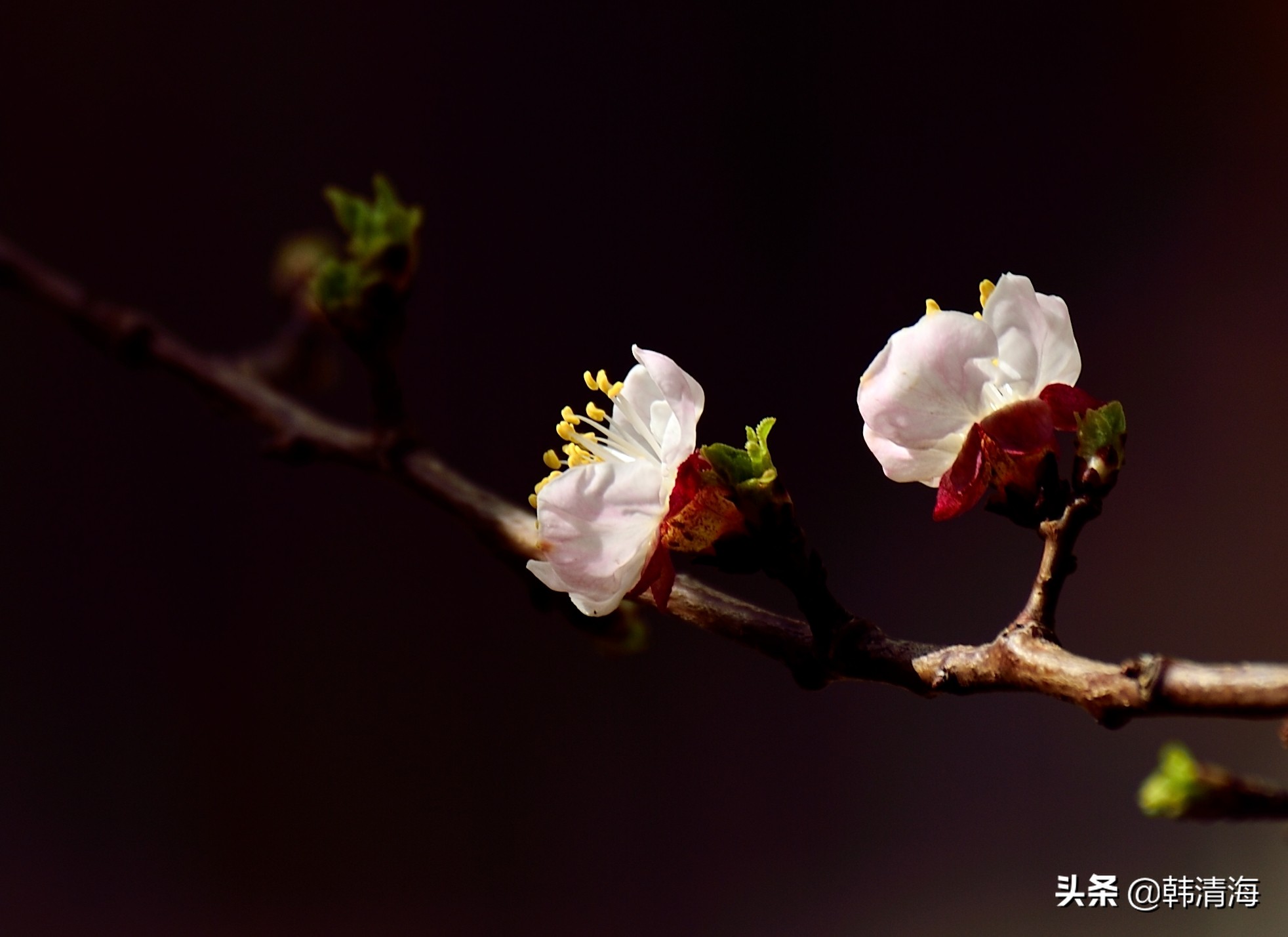 天津市南开区水畔花园简介,天津南开水畔花园洋房