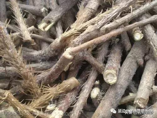 长白山刺五加叶的作用,刺五加的嫩叶有什么营养价值