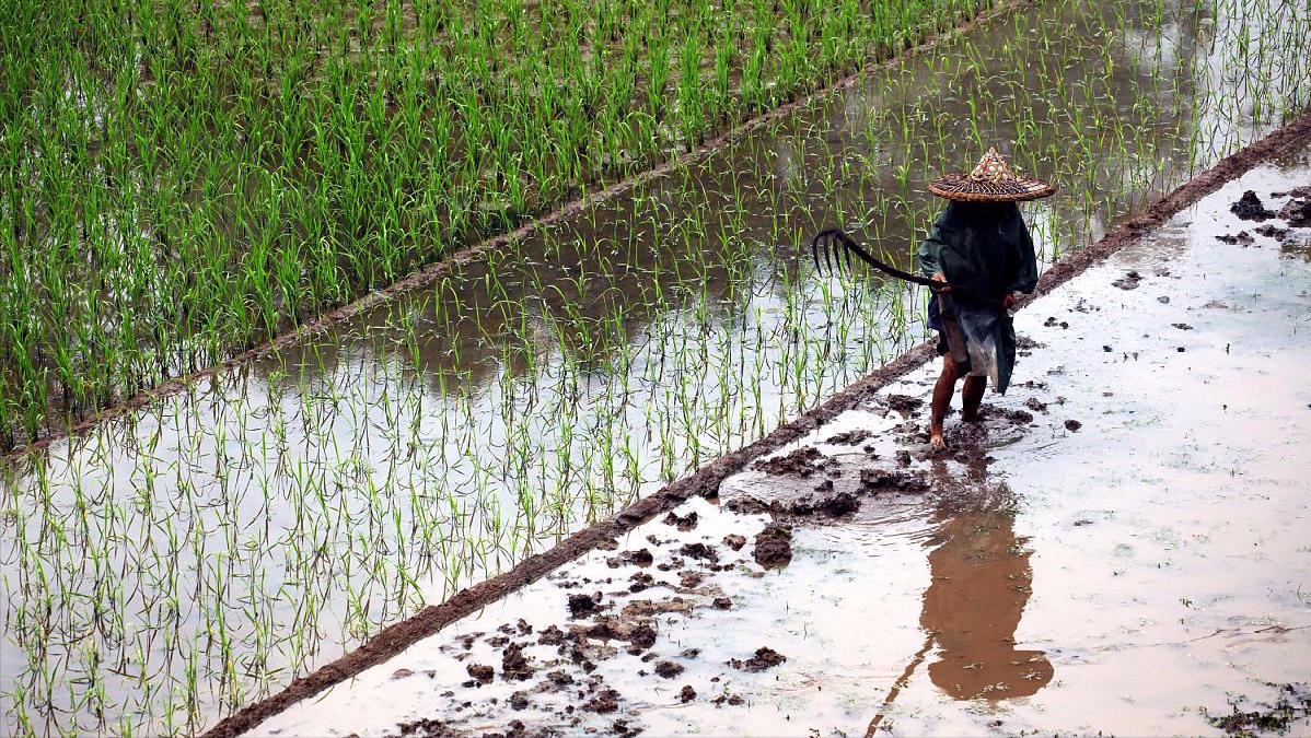 未来5年农村致富,未来农村5年内靠什么能发家致富