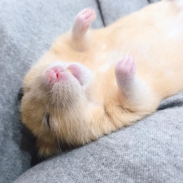 仓鼠玩累了倒头就睡,为确保鼠鼠睡眠充足,还请饲主“手下留情”