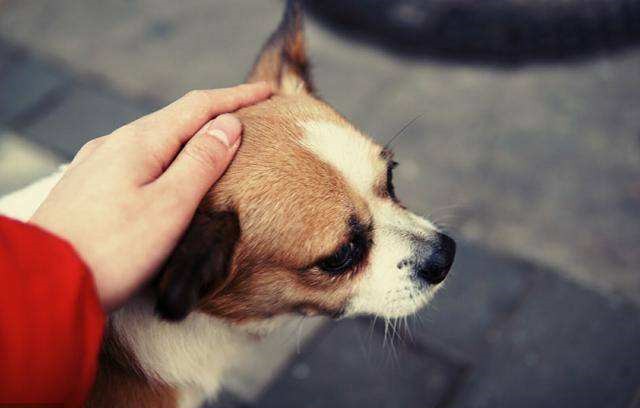 狗狗发情期如何应对？4招教你全面呵护