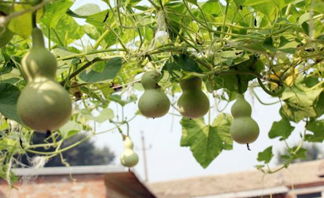 葫芦种阳台上怎么授粉,阳台上种小葫芦怎样架起来