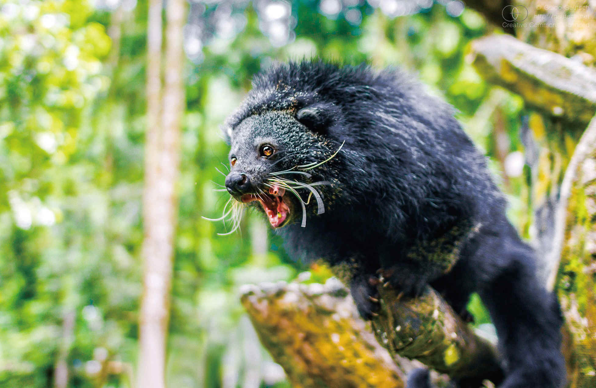 熊狸:“行走的爆米花”快被吃光了?