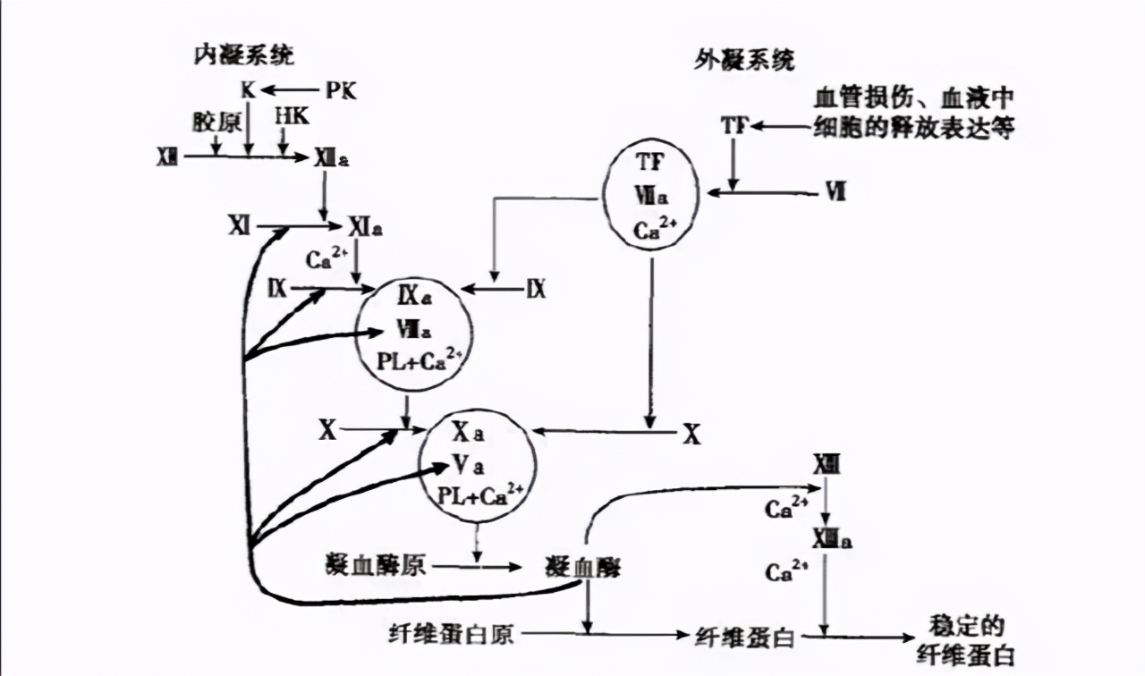 吃猪血能清肠胃吗,吃猪血能清肠通便吗