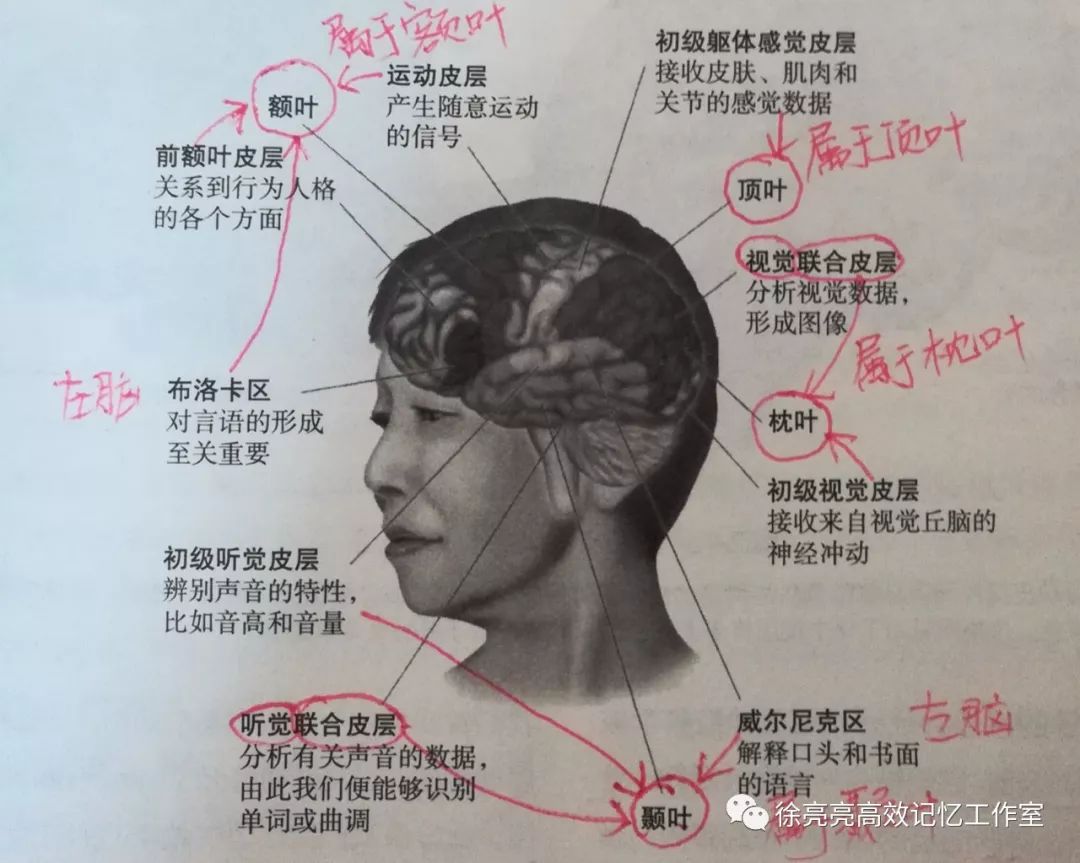 大脑皮层最新成果,神奇的大脑皮层图片