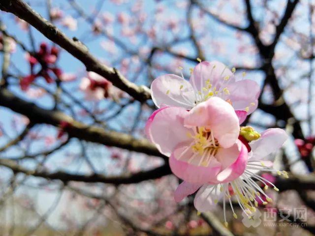 想见你，五彩缤纷的蓝田！「图」