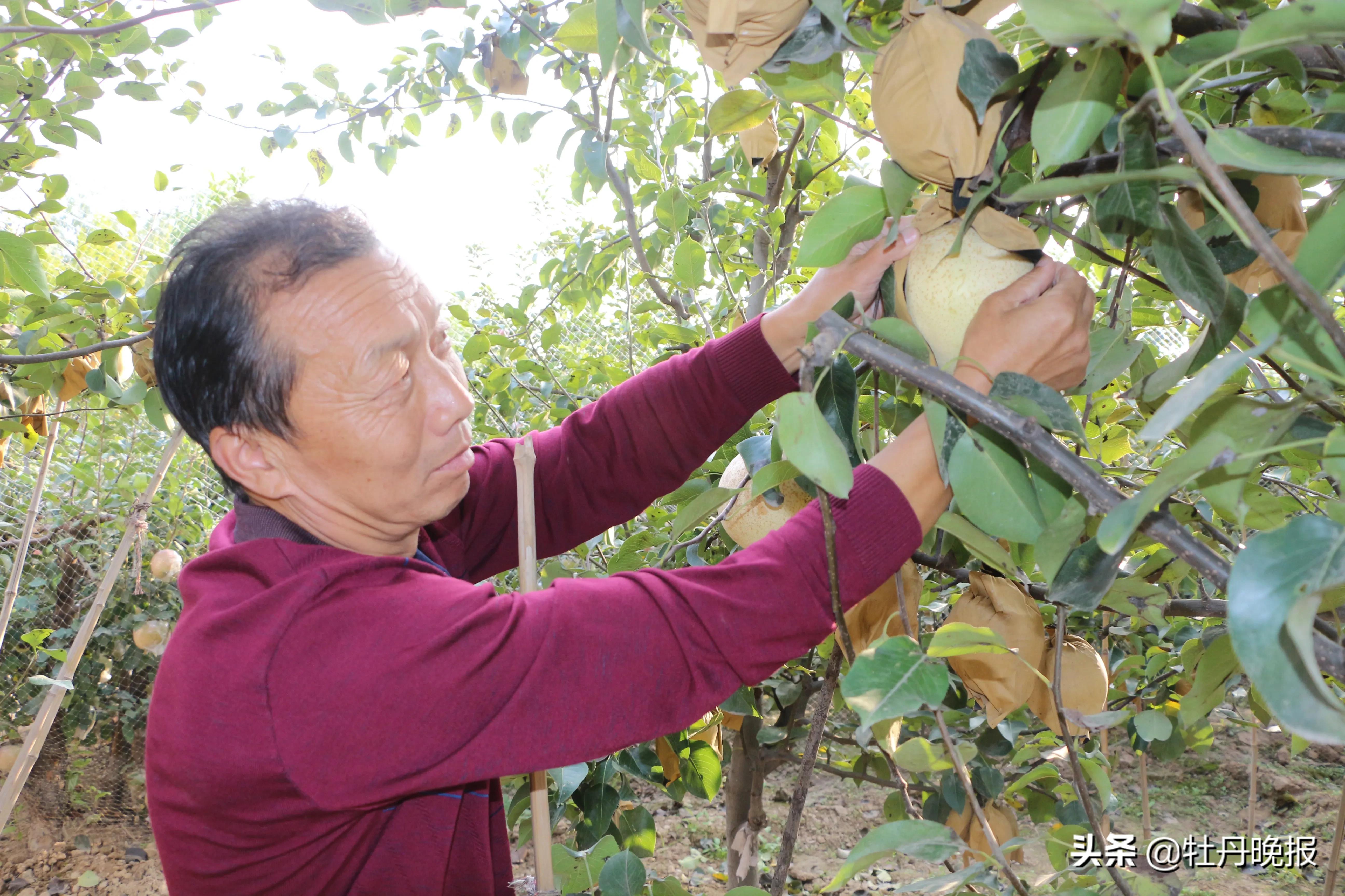 山农酥梨树苗几年结果,山农酥梨菏泽