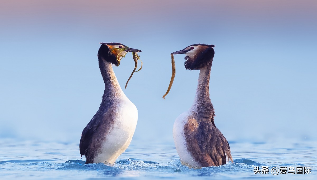 观鸟作品,观鸟优秀作品