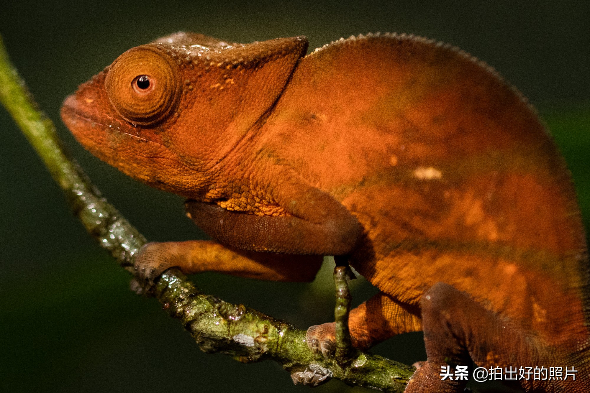 拍摄微距照片有什么技巧,微距摄影都拍什么
