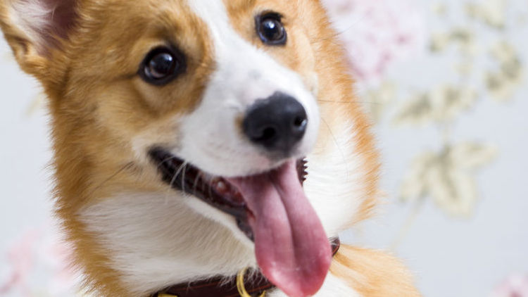 柯基十大优缺点,柯基智身价