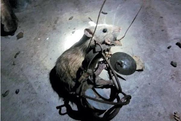 住六楼有老鼠怎么处理,公司办公室有老鼠怎么解决