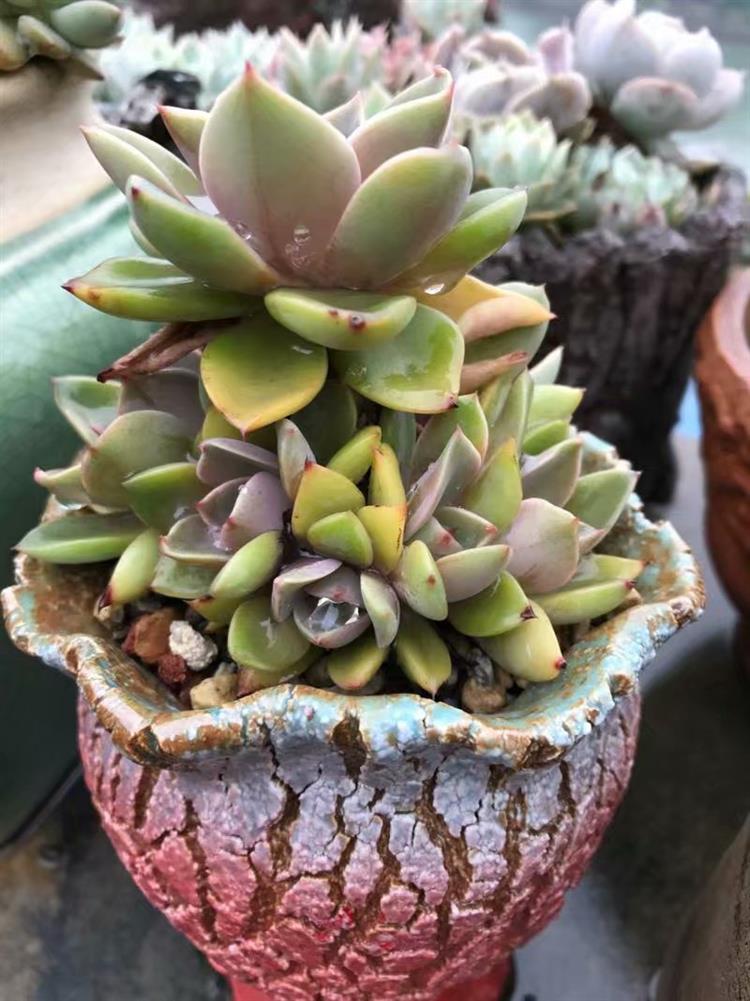 放寒假宿舍植物,暑假放假宿舍多肉怎么办