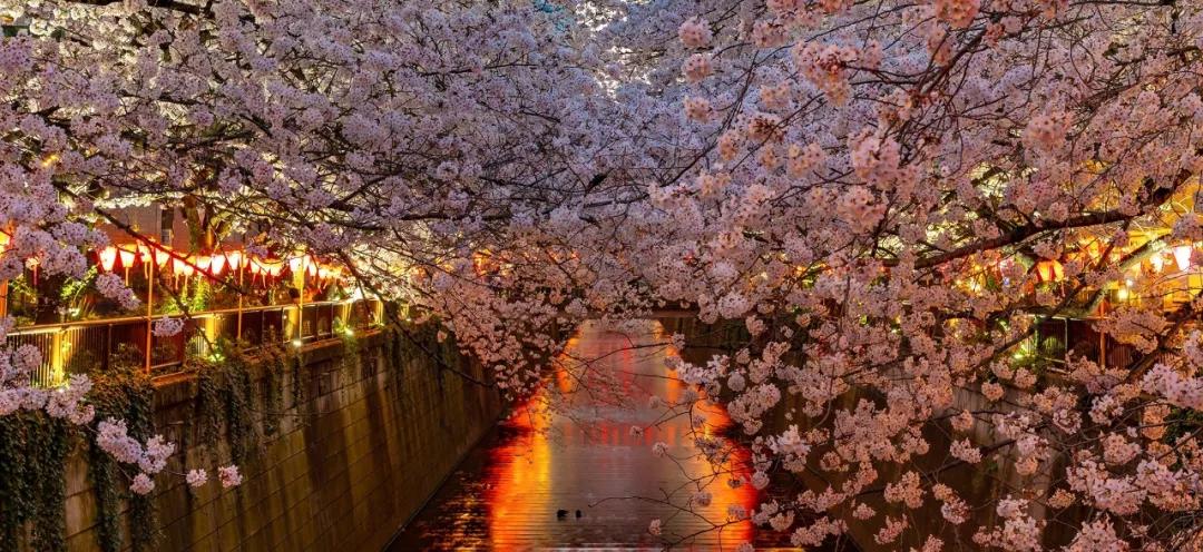 日本樱花又快开了吗 (日本樱花预计什么时候开)