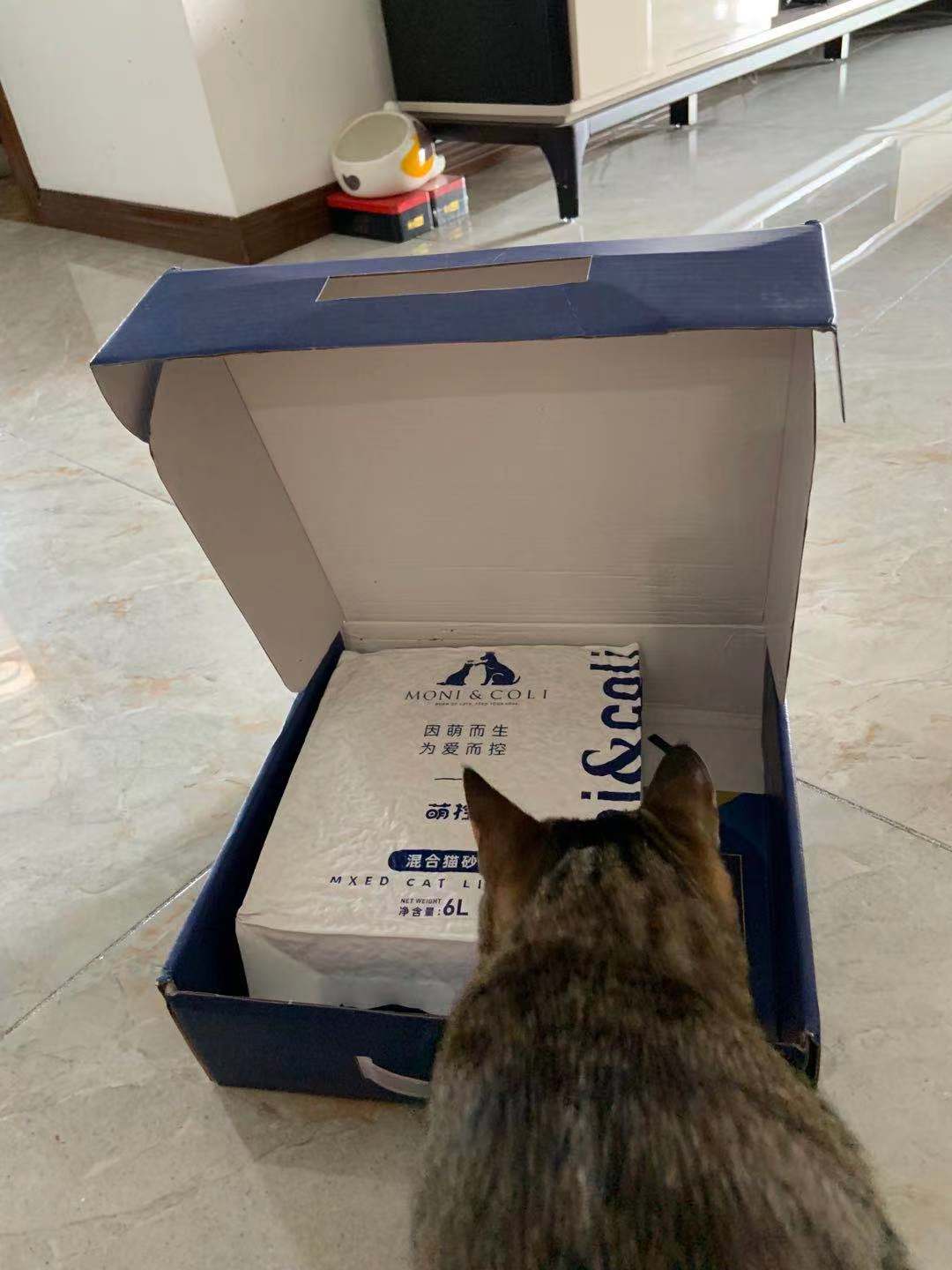 养猫怎么买东西便宜,养猫人怎么买沙发