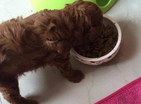 训练泰迪照顾宝宝,泰迪犬怎么训练才能听话呢