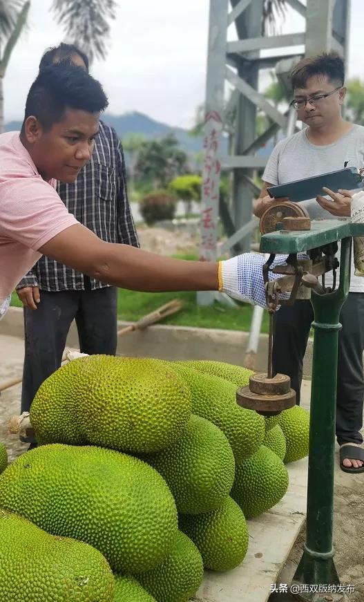 幸福打洛产业振兴路上瓜果飘香