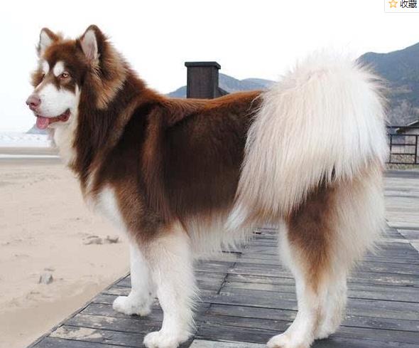 阿拉斯加吃什么狗粮比较好,阿拉斯加吃什么狗粮便宜