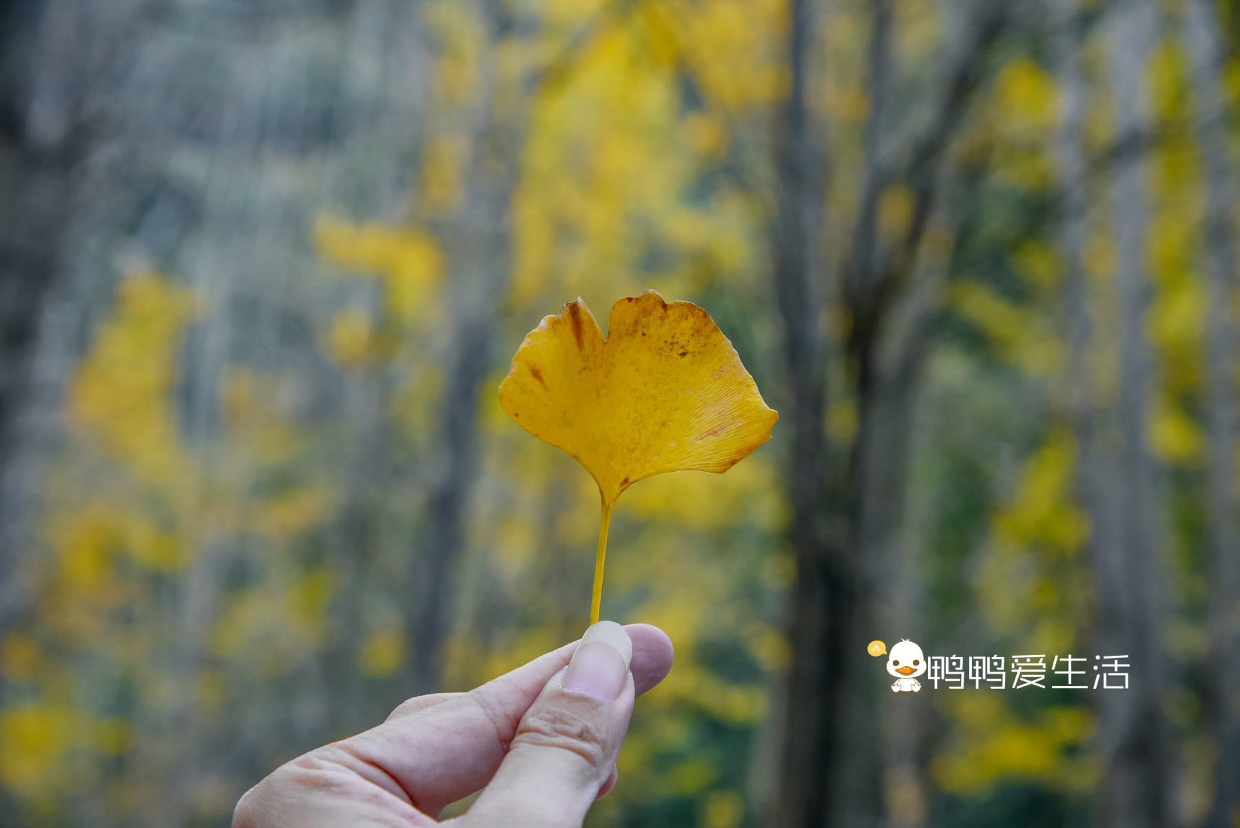 灵秀山摩崖石刻门票,黔南第一名山