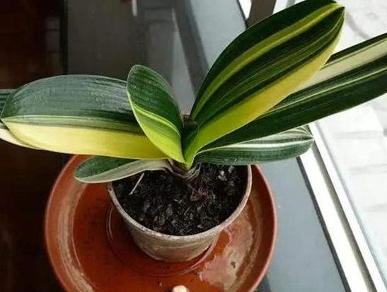 养花不换盆怎么改善土质,养花的土怎么才能改善酸性土壤