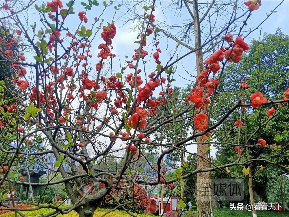 泸州四季花海开放了吗现在,泸州3月赏花胜地心花怒放在哪