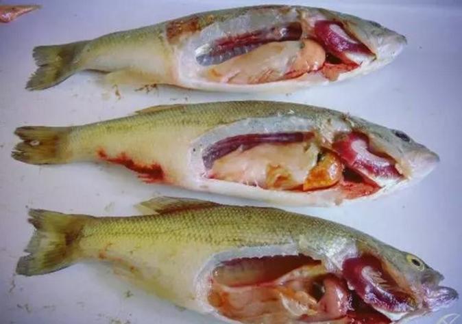 鲈鱼感染虹彩病毒怎么办,加州鲈虹彩病毒是怎么引起的