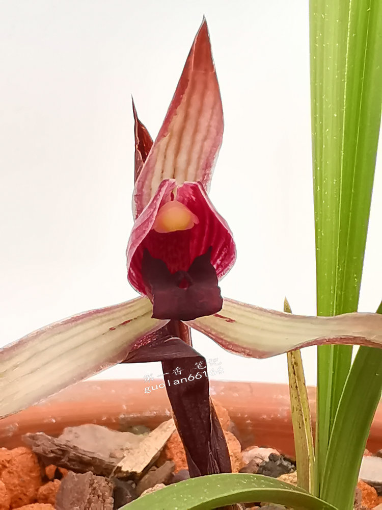 鑺卞紑娆ｈ祻鍥剧墖,鑺卞紑娆ｈ祻