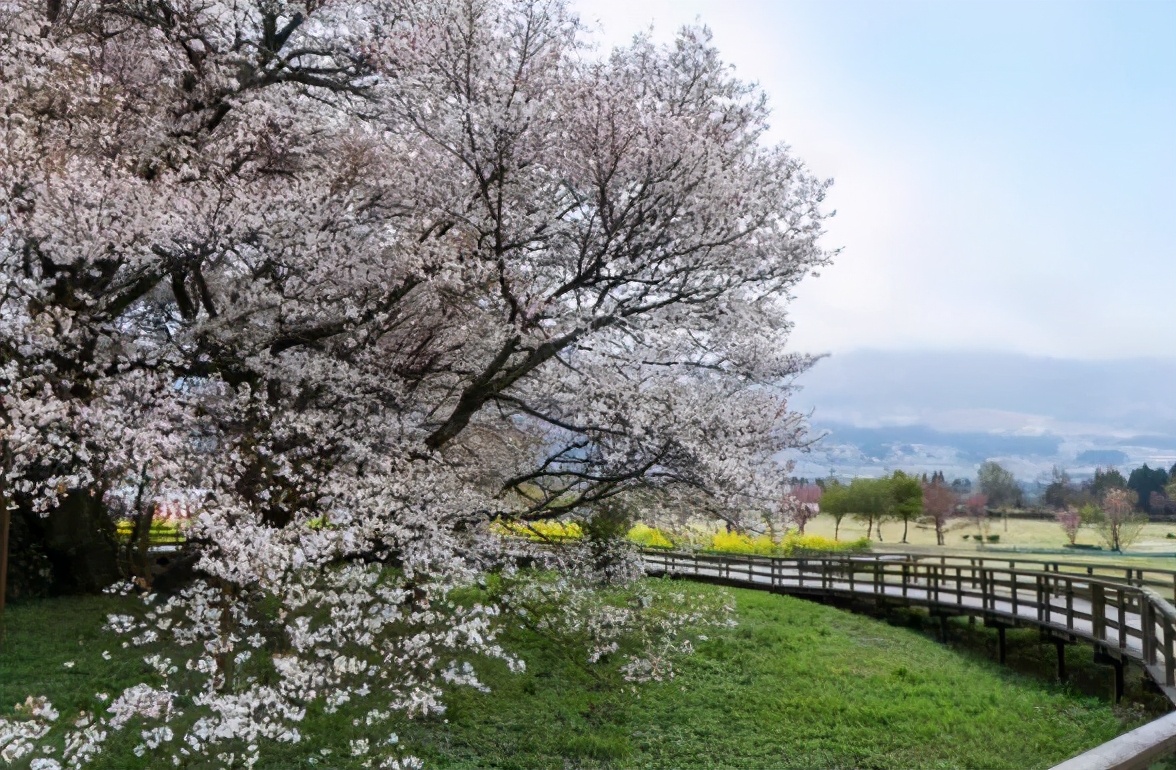 玩转日本东京大阪奈良,日本关东自由行旅行攻略