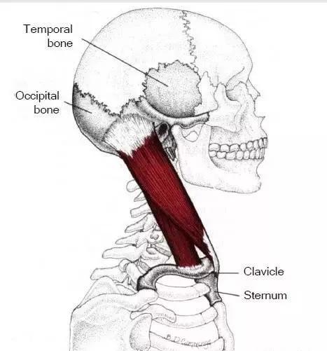 偏头痛的部位是哪里,偏头痛的原始痛点
