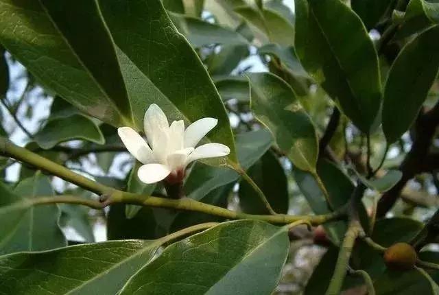 苗木种类名称大全,绿化中的苗木代号