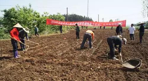 玉米播种后气温低种子烂不烂,玉米脱粒时烂芯碎粒怎么回事