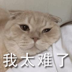 养猫咪的5大隐性危害宠物猫,养猫咪的5大隐形危害宠物猫