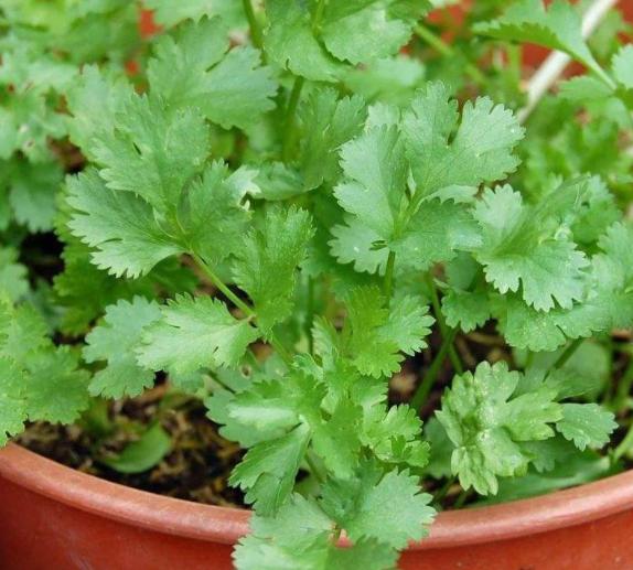 盆栽种菜都能种哪些菜重复采摘,阳台种植四季可种蔬菜种子可观赏