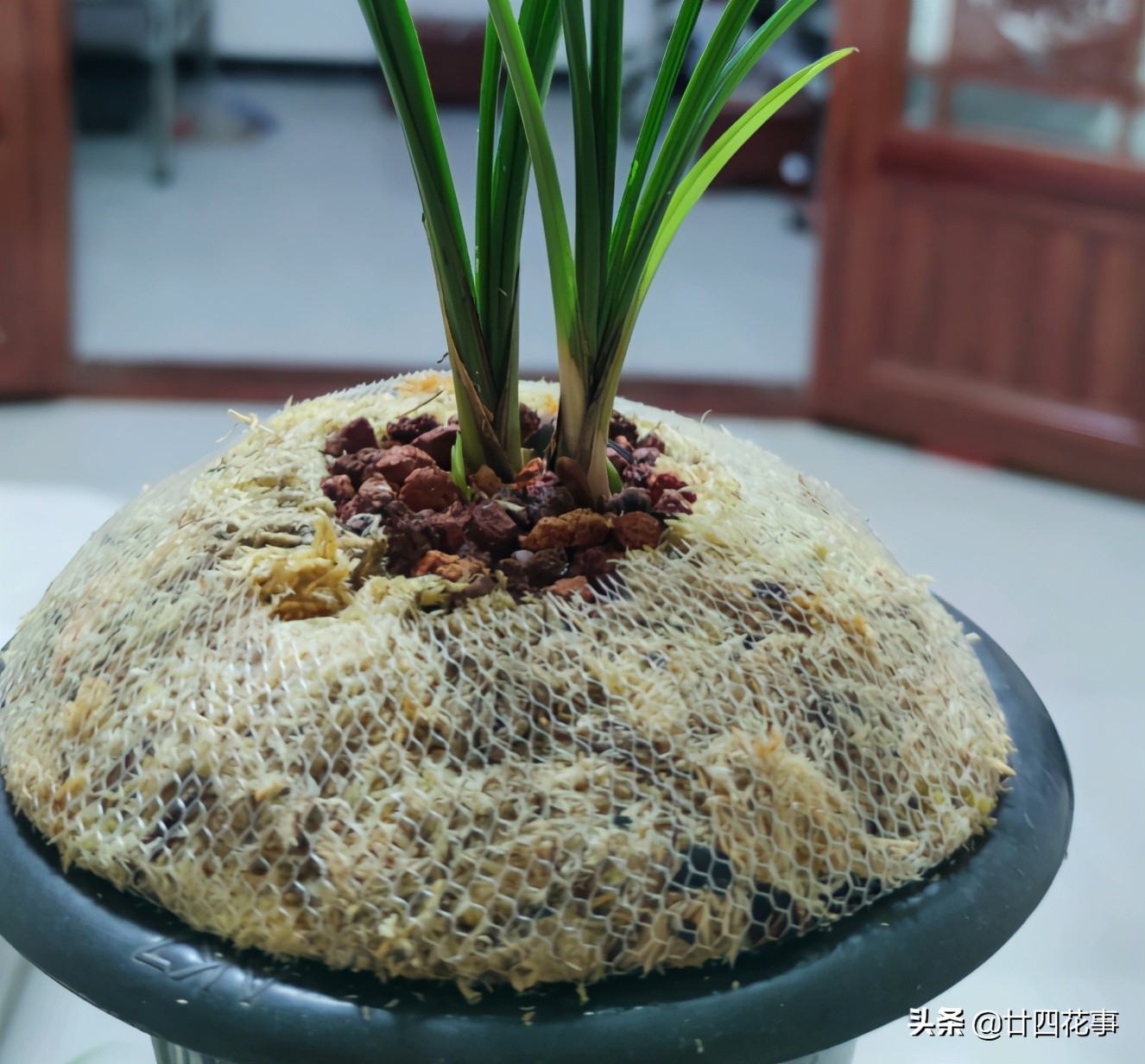 赤诚兰花上盆技巧,兰花如何养出爆盆的水晶根