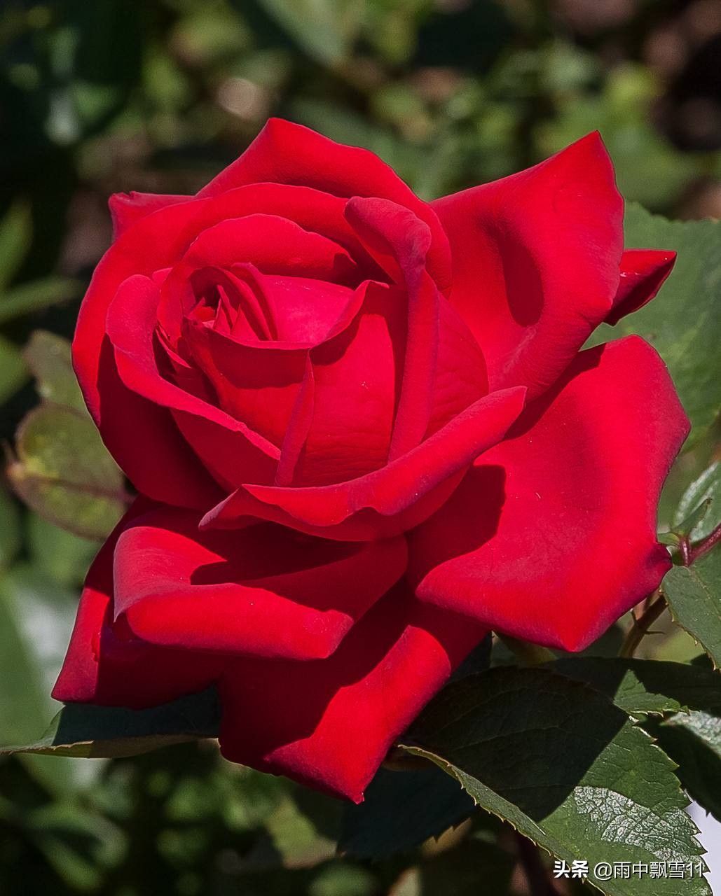 玫瑰如何养殖,玫瑰怎么养花期长