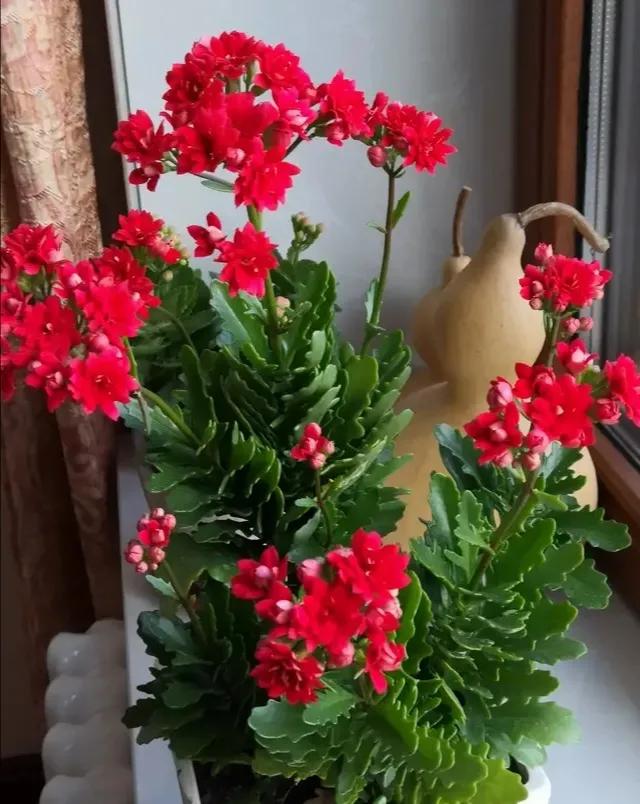 6种冬天开花的精美盆栽,客厅四季开花好养的盆栽