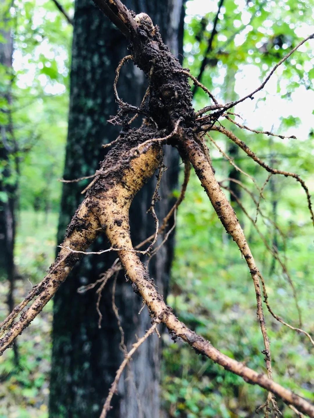 真味｜啃根硬骨头，谈谈人参