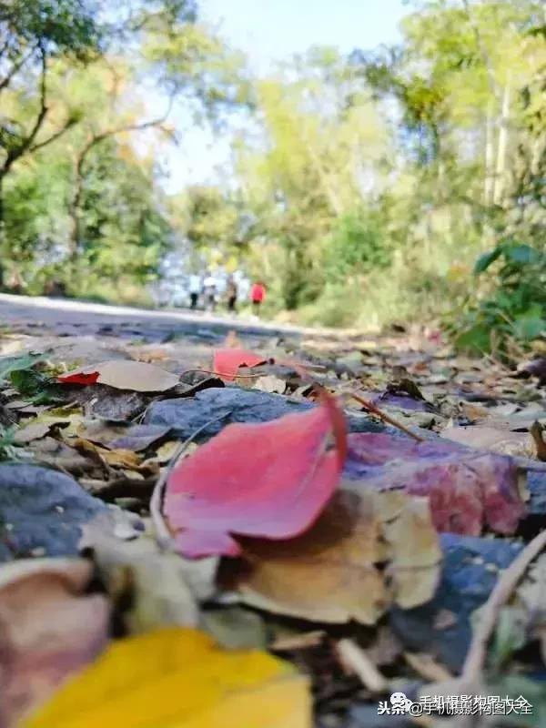 手机拍秋天摄影,记录秋天里的美好手机摄影